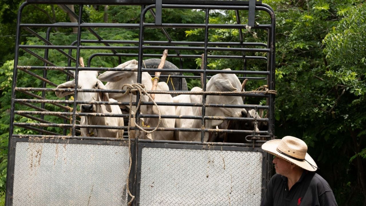 Sheinbaum: México sí está lidiando con el gusano barrenador